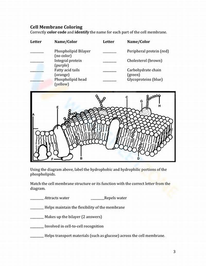 Cell Membrane Coloring Worksheet Answer Key
