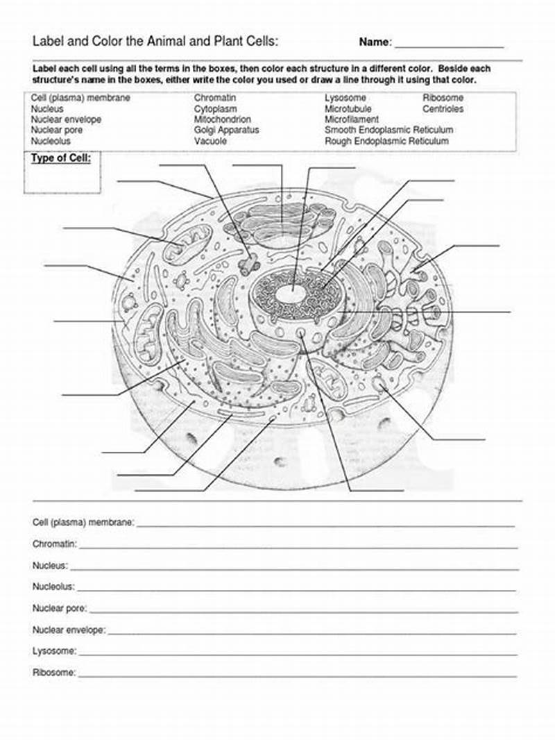 Cell Organelles And Structures Coloring Answer Key