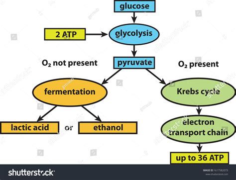 Cell Respiration Flow Chart