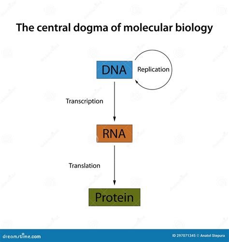Central Dogma Flow Chart