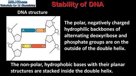 Challenges of DNA stabilization
