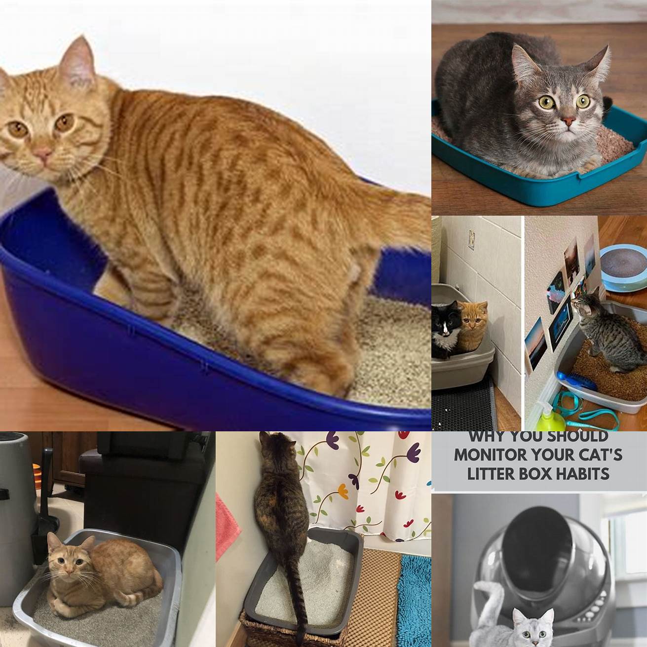 Changes in litter box habits