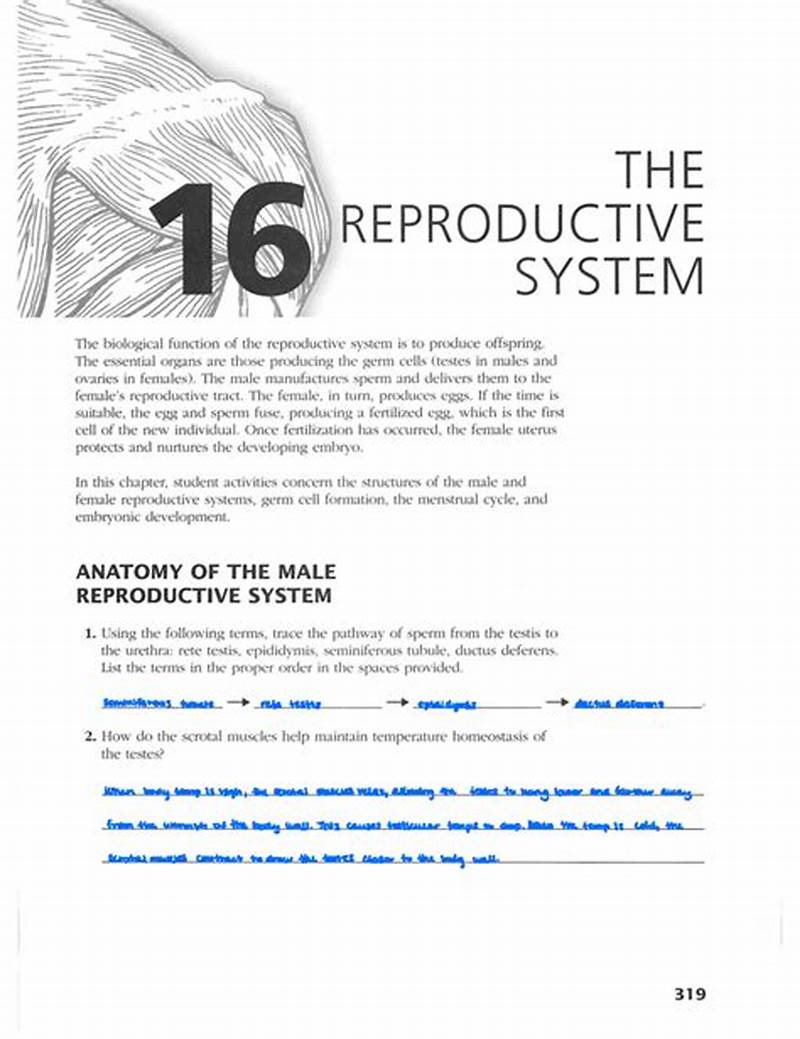 Chapter 16 Reproductive System Coloring Workbook Answers