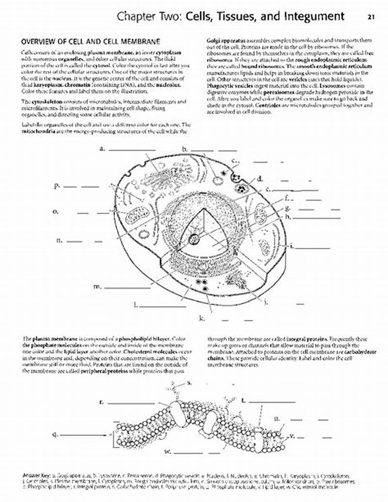 Chapter Two Cells Tissues And Integument Coloring