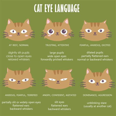 Chart Cat Eye Meaning