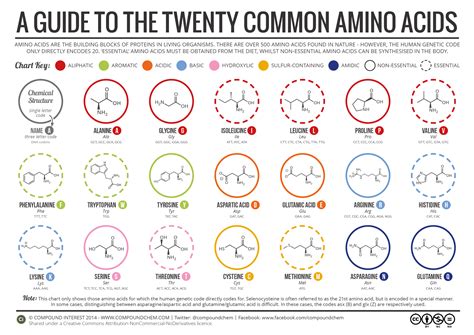 Chart For Drug Interaction With Vitamins And Amino Acids