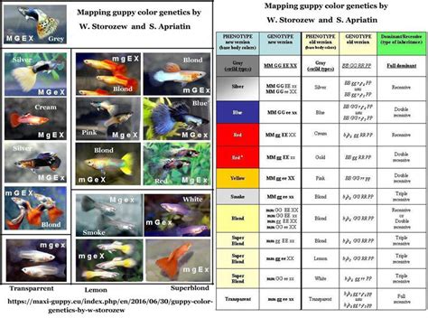 Chart Guppy Strains
