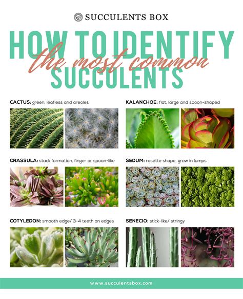 Chart Identify Succulent Plants