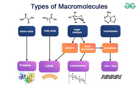 Chart Of Each Macromolecule