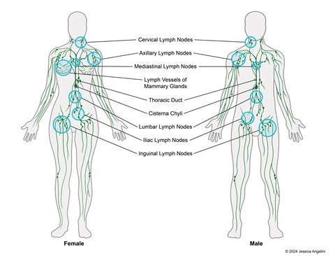 Chart Of Lymph Nodes In Body