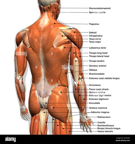 Chart Of Muscles In The Back