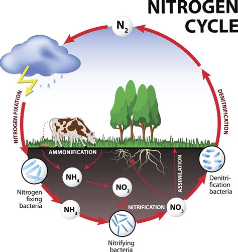 Chart Of Nitrogen Cycle