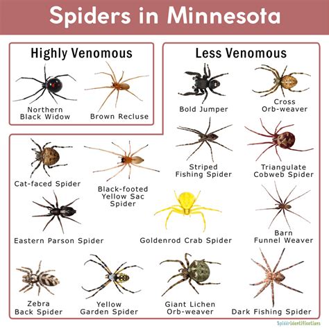 Chart Spiders In Mn