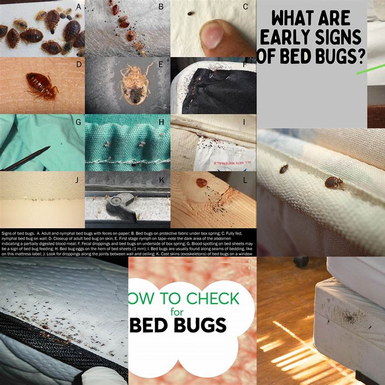 Check for Signs of Insects or Pests