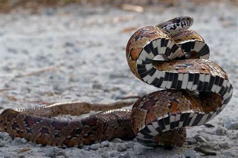 Checkerboard Pattern Snake