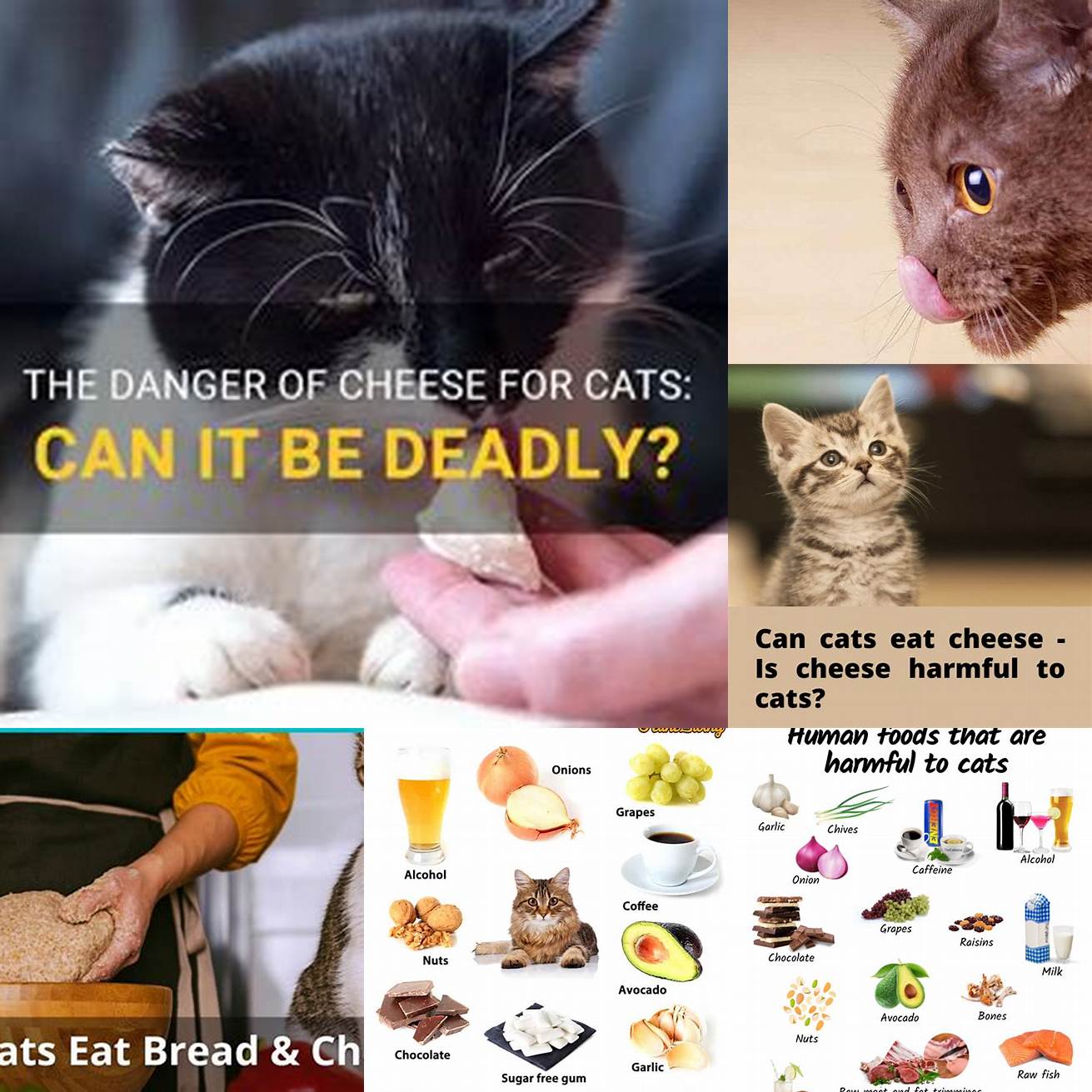 Cheese can be harmful to cats