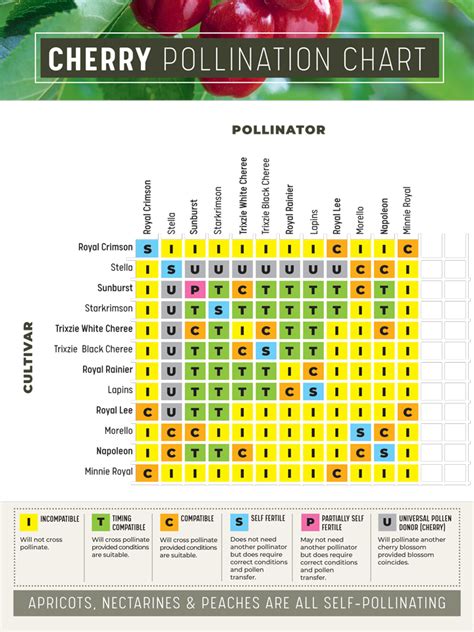 Cherry Cross Pollination Chart