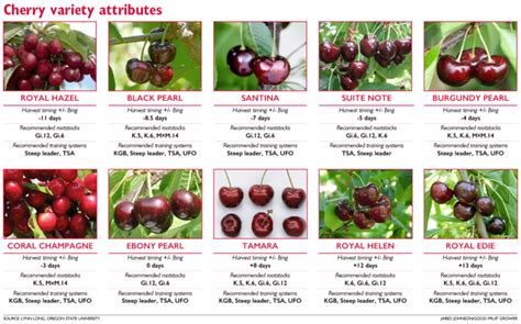 Cherry Variety Chart