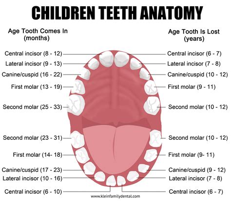 Childhood Teeth Chart