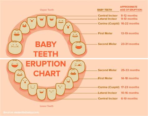 Children Teeth Chart