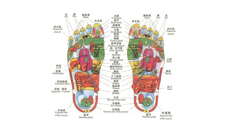 Chinese Reflexology Chart