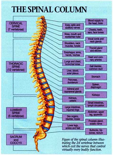 Chiropractic Vertebrae Chart