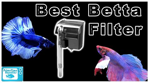 Choosing the Best Filter for Your Betta Fish Tank