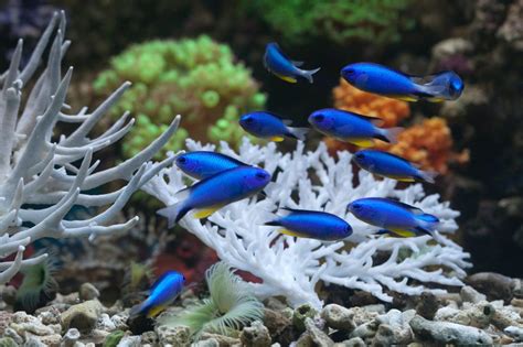Choosing the Right Fish and Coral