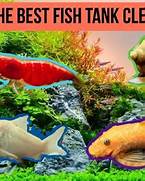 Choosing the right fish tank cleaning service