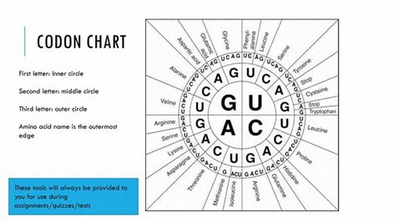 Circular Codon Chart