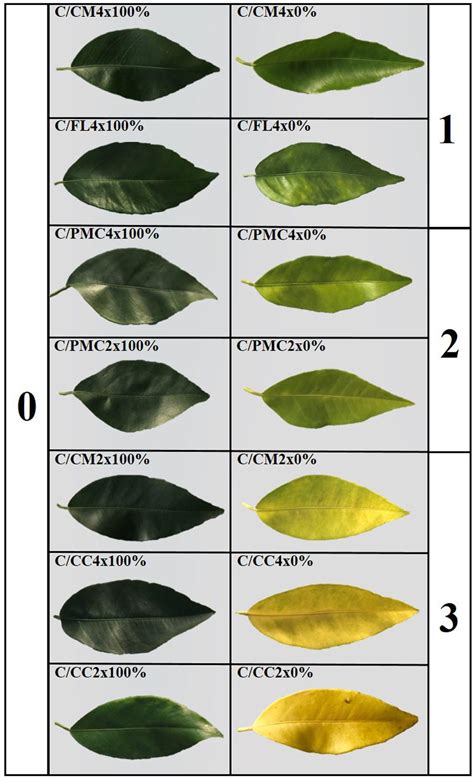 Citrus Nutrient Deficiency Chart