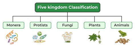 Classification Of Kingdoms Chart