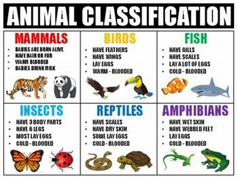 Classifying Animals Chart