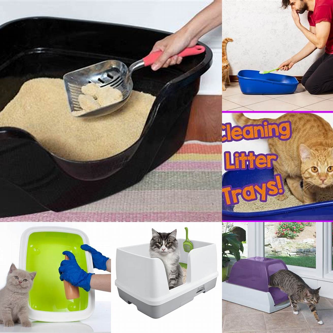 Clean the litter box daily