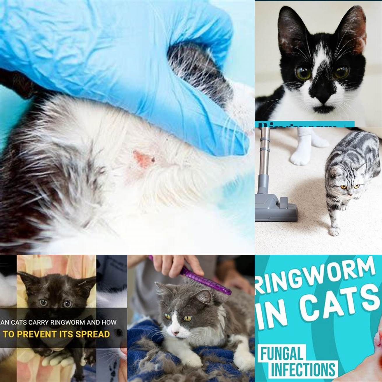 Clean your cats bedding regularly to prevent the spread of ringworm