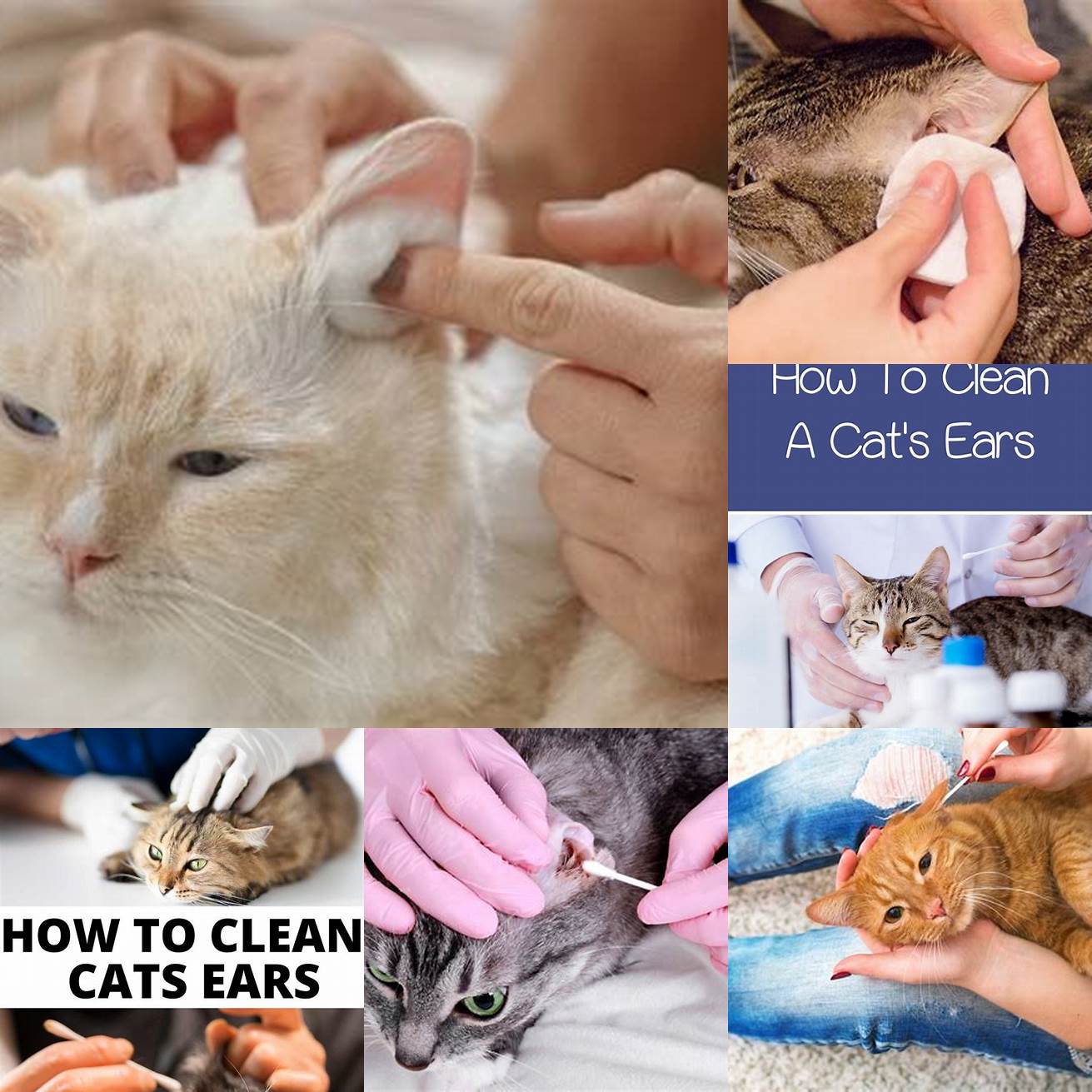 Clean your cats ears regularly