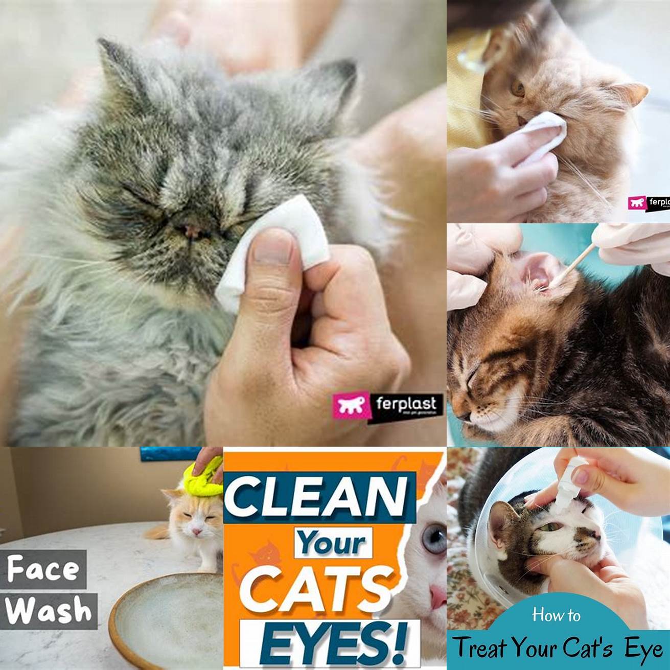Clean your cats eyes and nose