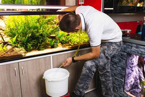 Cleaning and Maintenance of Fish Tank