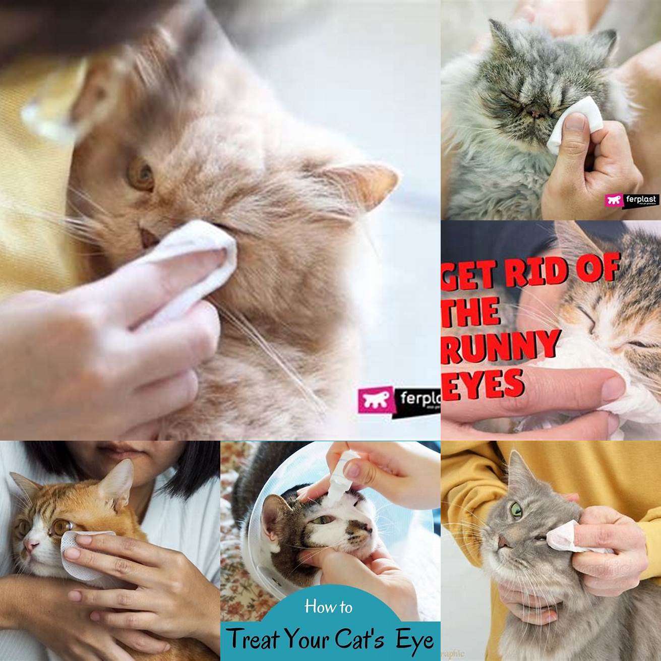 Cleanliness Keep your cats eyes clean by wiping them with a damp cloth or cotton ball