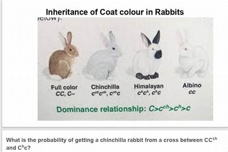 Coat Color In Rabbits Pattern Of Inheritance