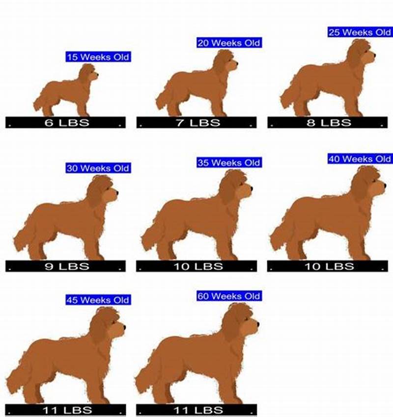 Cockapoo Size Comparison Chart