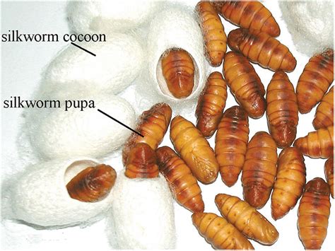 Cocoon Identification Chart
