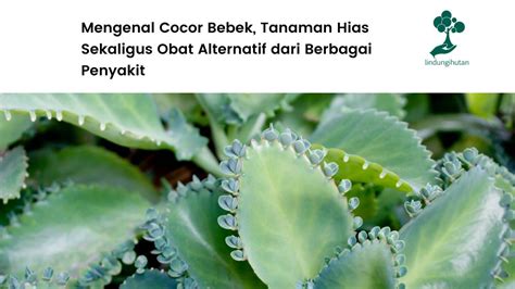 Cocor Bebek