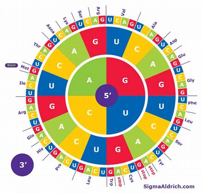 Codon Chart Wheel