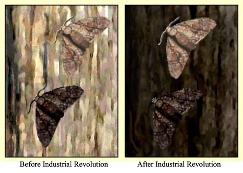 Resembling Evolution