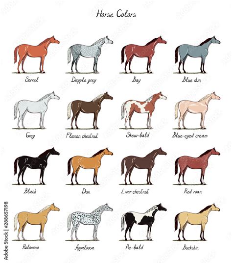 Color Of Horses Chart