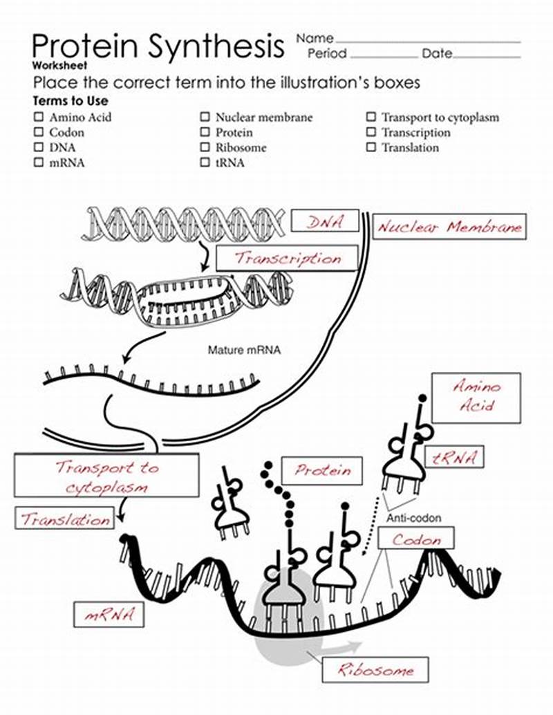 Coloring Protein Synthesis Answer Key
