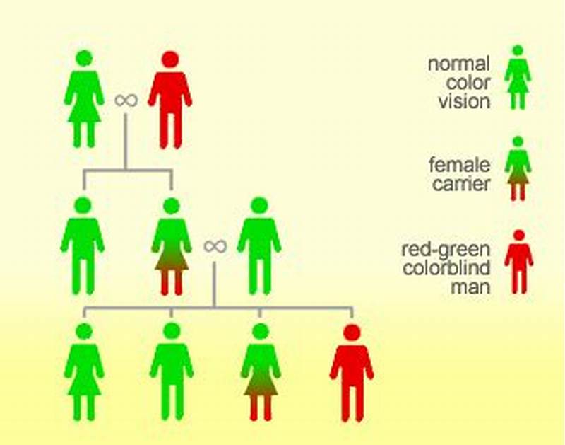 Colour Blindness Inheritance Pattern