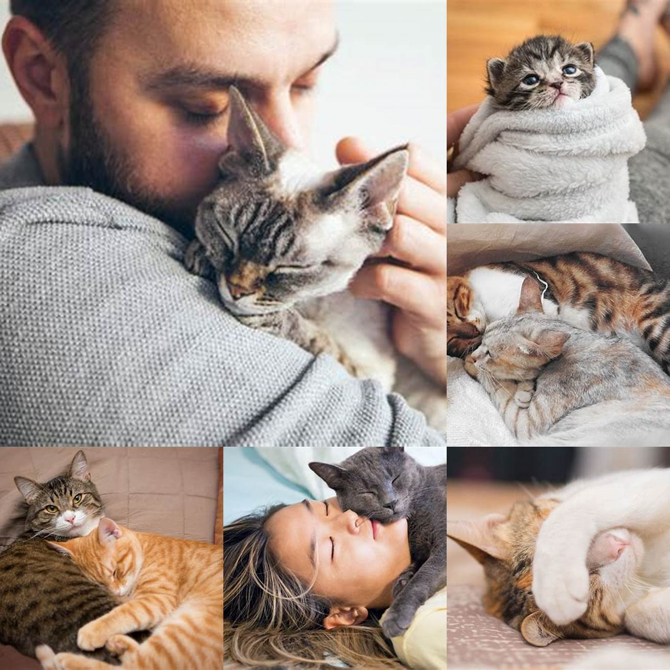Comfort your cat
