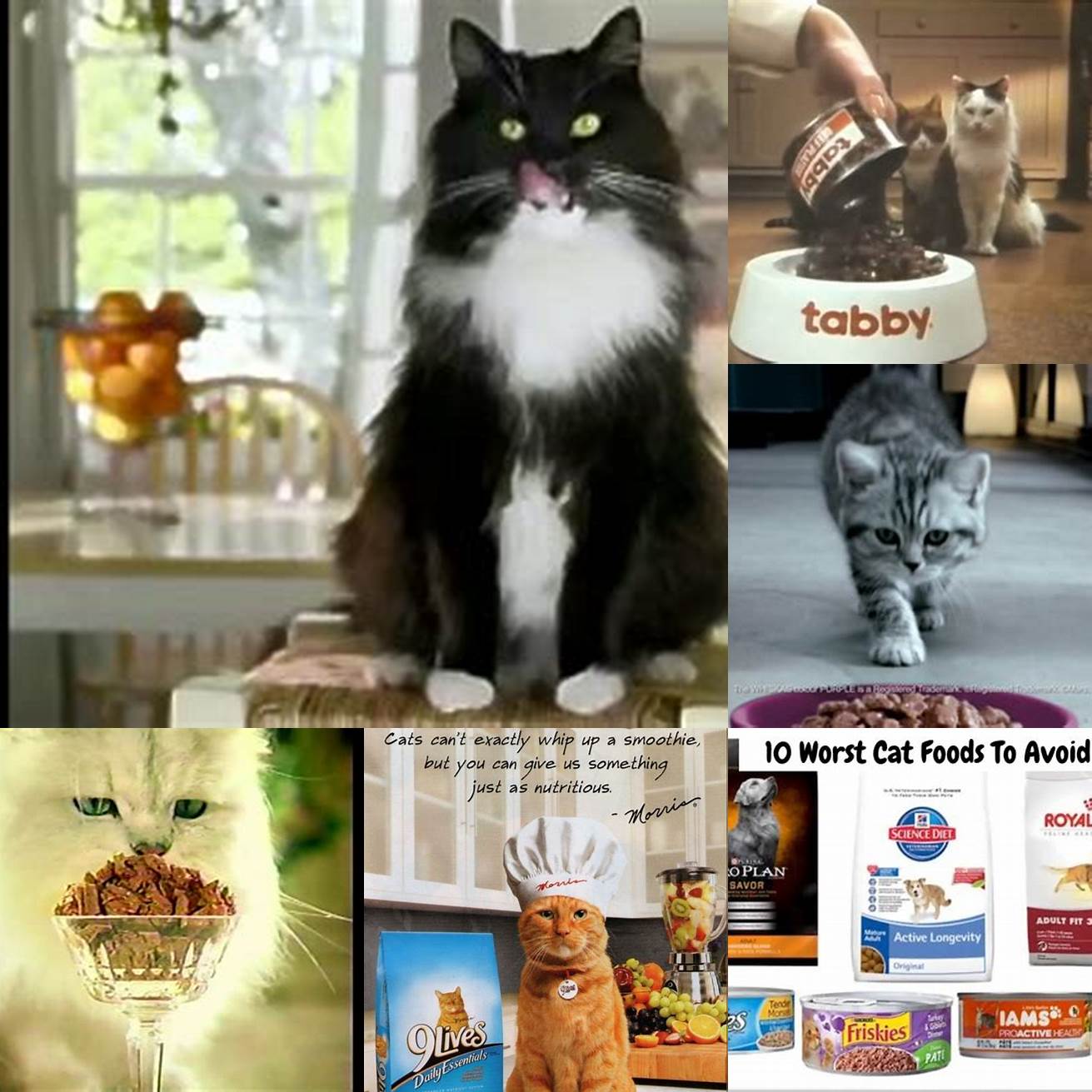 Commercial cat food